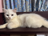 Pure Persian kitten